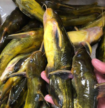 黃骨魚(yú)營(yíng)養(yǎng)