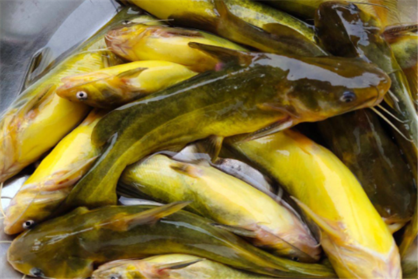 黃骨魚(yú)營(yíng)養(yǎng)