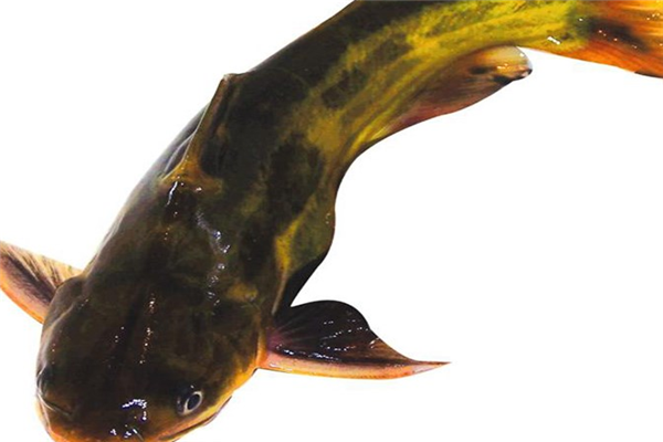 黃骨魚(yú)美味