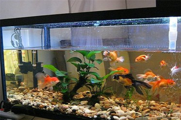 生態(tài)魚缸廠家認真