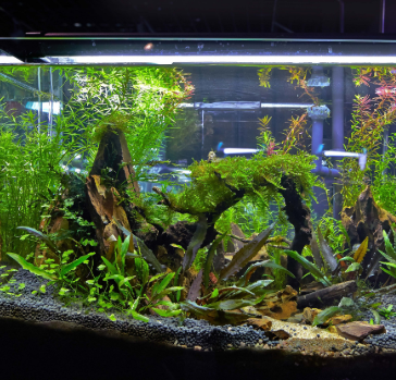 生態(tài)魚缸廠家有經(jīng)驗
