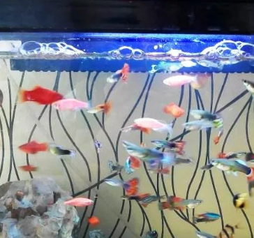 生態(tài)魚缸廠家有名