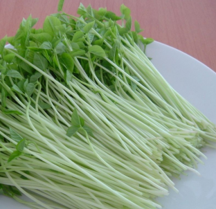 芽苗菜种植