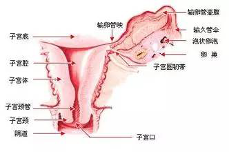 脸是花胸是叶子宫才是根