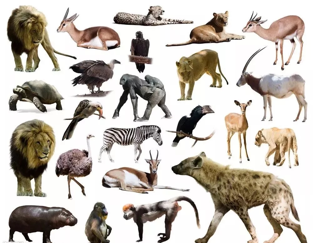 各种各样的动物主题图片