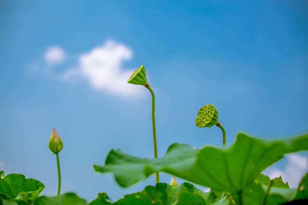 仲夏的热浪伴着聒噪的蝉鸣枝叶的繁茂藏着炙热的阳光万物生长